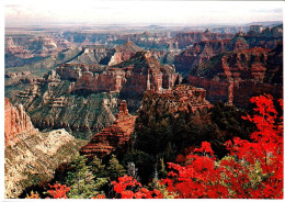 Autumn On The North Rim, Grand Canyon National Park, Arizona - Unused - Gran Cañon