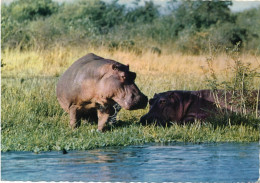 NIJLPAARDEN - Hippopotamuses