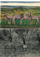 2 X ZEBRA'S - Zebre