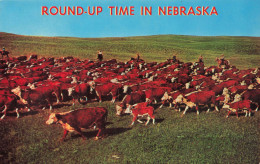 ETATS-UNIS - Nebraska - Troupeaux De Vaches - Round-up Time - Colorisé - Carte Postale Ancienne - Altri & Non Classificati