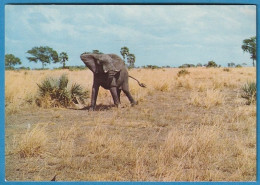 Moçambique - Parque Gorongosa, Elefante - Mozambique