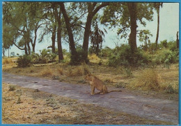 Moçambique - Parque Gorongosa, Leoa - Mozambique