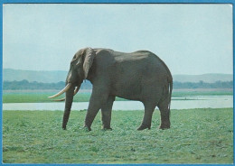 Moçambique - Parque Gorongosa, Elefante - Mozambique