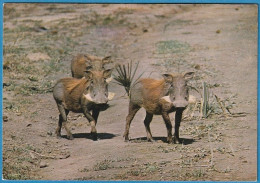 Moçambique - Parque Gorongosa, Javalis - Mozambique