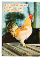 Humour -- "il Ne Faudrait Pas Me Prendre Pour Une Poule Mouillée "  ( Coq ) - Humor