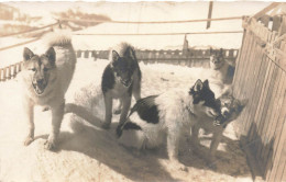 ANIMAUX ET FAUNE - Cinq Chiots Se Chamaillant - Carte Postale Ancienne - Dogs