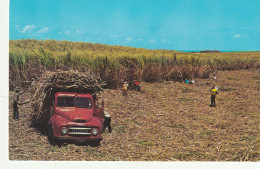 Barbados, West Indies  Harvesting Sugar Cane, The Island's Most Important Crop - Barbades