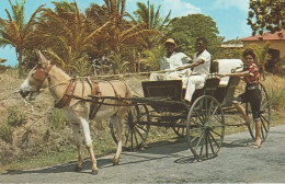 Barbados, West Indies  Old Donkey Drawn Buggy On A Country Road - Barbados
