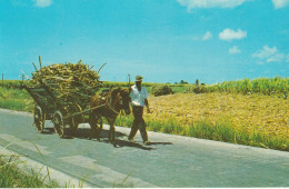 Barbados, West Indies  This Picturesque Native Mule Cart Is Used To Haul The Sugar Cane Harvest From The Fields - Barbades