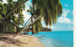 Barbados, West Indies  Coconut Palms On A West Coast Beach - Barbades