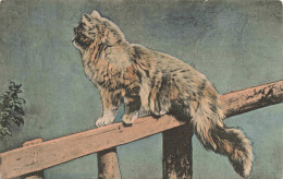 ILLUSTRATION - Chats Sur Une Branche - Colorisé - Carte Postale Ancienne - Ohne Zuordnung