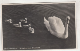 D4163) Salzkammergut SCHWÄNE Am TRAUNSEE - Gel. Gmunden 1934 - Gmunden