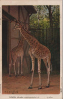 Peces  3980 - Girafes
