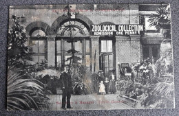 ALEXANDRA PALACE CONSERVATORY ZOOLOGICAL COLLECTION POSTCARD HARINGEY LONDON - London Suburbs