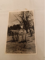 ANTIQUE POSTCARD RHODESIA ZIMBABWE - ZEBRA, WANKIE GAME RESERVE UNUSED - Simbabwe