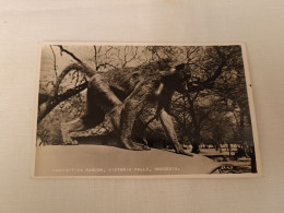 ANTIQUE POSTCARD RHODESIA ZIMBABWE - INQUISITIVE BABOON VICTORIA FALLS  UNUSED - Zimbabwe