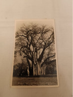 ANTIQUE POSTCARD RHODESIA ZIMBABWE - BAOBAB TREE VICTORIA FALLS  UNUSED - Simbabwe