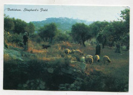 AK 160906 PALESTINE - Bethlehem - Shepherd's Field - Palestine