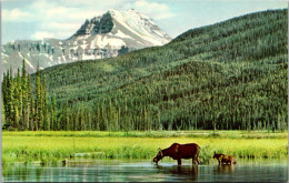 Canada Canadian Rockies Moose And Calf - Other & Unclassified