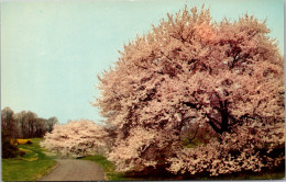 Delaware Winterthur The Winterthur Gardens Of Mr And Mrs Henry Francis Du Pont Cherry Tree Blossoms - Otros & Sin Clasificación