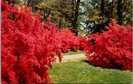 Delaware Winterthur The Winterthur Gardens Of Mr And Mrs Henry Francis Du Pont Kurume Azaleas In Bloom - Andere & Zonder Classificatie