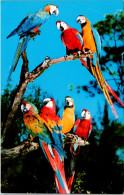 Florida Miami Parrot Jungle Colorful Macaws - Miami