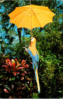 Florida Miami Parrot Jungle Macaw "Bonino" With Umbrella - Miami