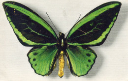 PAPILLON ORNITHOPERA   ARUANA  COULEUR REF 10722 PO - Papillons