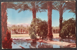 1962. 4 Postkarten. USA. California, Courtyard, The French Market, New Orleans - Sonstige & Ohne Zuordnung