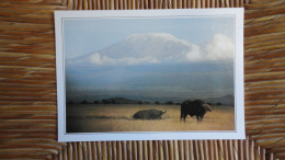 Kenya , Amboseli Et Le Kilimandjaro - Kenya