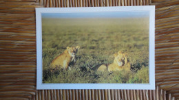 Kenya , Lions Dans Le Marc De Masaï Mara - Kenya