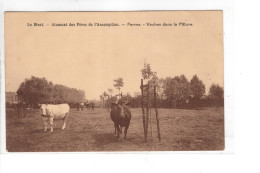 Le Bizet - Alumnat Des Pères De L'Assomption Ferme Vaches Dans La Pâture - Komen-Waasten