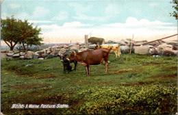 Cows A Pasture Scene Maine - Taureaux