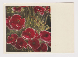 Russia USSR Soviet Union Postal Stationery Card PSC 1968, Entier, Flowers, Papaver, Poppy Postcard (52273) - 1960-69