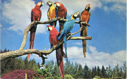 Lote PEP1561, USA,  Postal, Postcard, Guacamaya, Miami, 1, Macaw, Ara - Miami