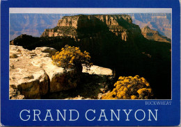 Arizona Grand Canyon National Park Buckwheat Plant In Bloom - Grand Canyon