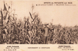AGRICULTURE - Cultures - Effets De Potazote Su Maïs - Carte Postale Ancienne - Culture