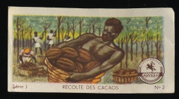 Jacques - Ca 1960 - Production Of Chocolate, Production De Chocolat - J2 - Récolte Des Cacaos - Jacques