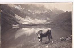 SOLEURE ??      CARTE PHOTO   VACHE + LAC  ENNEIGE              + TIMBRES - Soleure