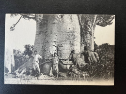 SP CPA GABON / UN BAOBAB HISTORIQUE SUR LA ROUTE DES CARAVANES DE BRAZZAVILLE A LOANGO / SANS CORRESPONDANCE - Storia Postale