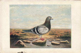 ANIMAUX & FAUNE - Oiseaux - Pigeon - Colorisé -  Carte Postale Ancienne - Oiseaux