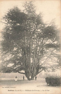 Authon * Place Et Le Château Du Fresne * Le Cèdre * Arbre Tree - Andere & Zonder Classificatie