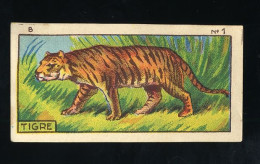 Jacques - 1933 - B1 - Tigre, Tiger, Tijger - Jacques