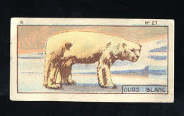 Jacques - 1933 - B21 - Ours Blanc, Arctic Bear, Ice Bear - Jacques