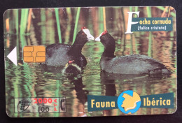 115 R, SPAIN, 1 X Phonecard, « Fauna Iberica », « Birds », « Focha Cornuda » - Altri – Europa