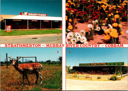 9-9-2023 (4 T 36) Australia - VIC - Cobram (Deer Farm - Flowers - Dairy - Wine Shop) - Sonstige & Ohne Zuordnung