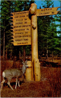 Canada Banff National Park Mule Deer And Rustic Directional Sign Outside Of Banff - Banff