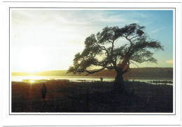 Mali - Koulikoro - Sans Légende - Coucher De Soleil Avec Arbre Au Bord Du Fleuve - Mali