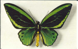 Th - Animaux - Papillons - ORNITHOPTERA ARUANA - Papillons