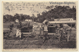 Cameroon: Westafrikanische Pflanzungs-Gesellschaft Viktoria / Kakaobohnen (Vintage PC 1924) - Cameroun